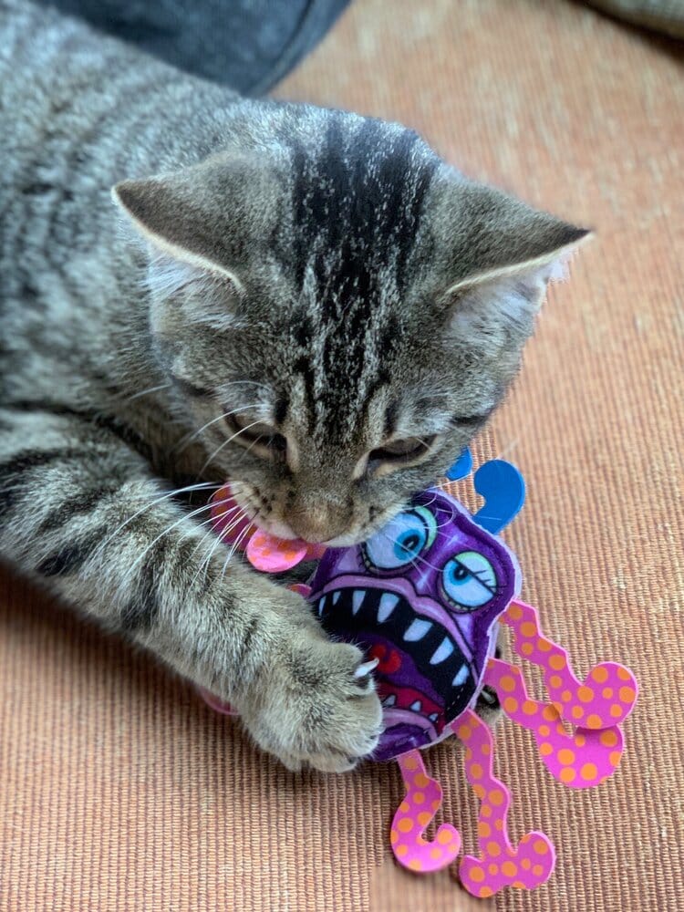 Cat Toys Cat Toy - Splatterbugs - Frazz FZZ-SPL-FRA31